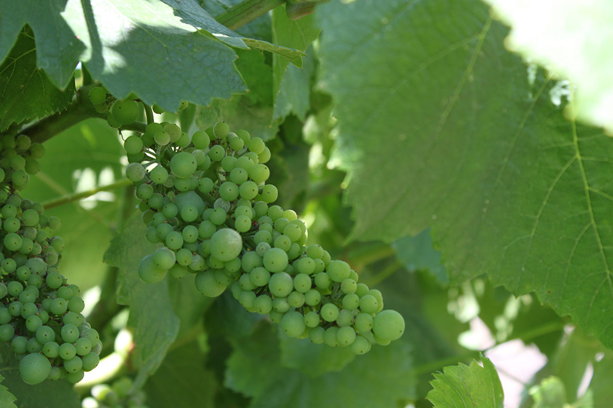 A close-up of grapes on the vine.
