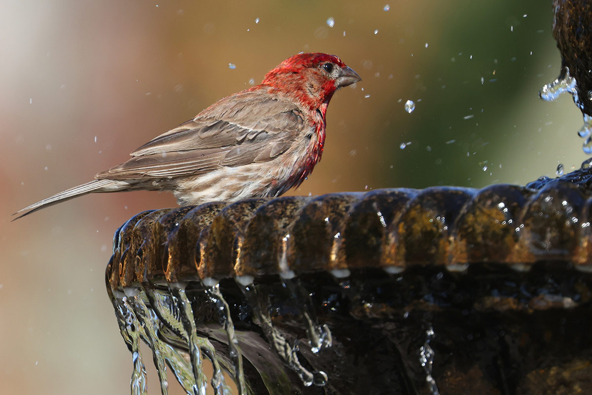 A House Finch sitting on the edge of the fountain at Vintners Resort.