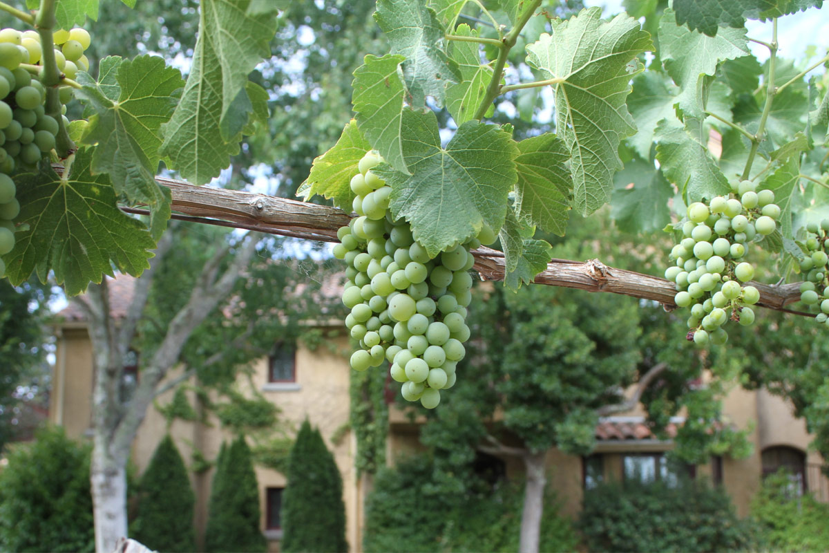 Grape vines and their canopies.