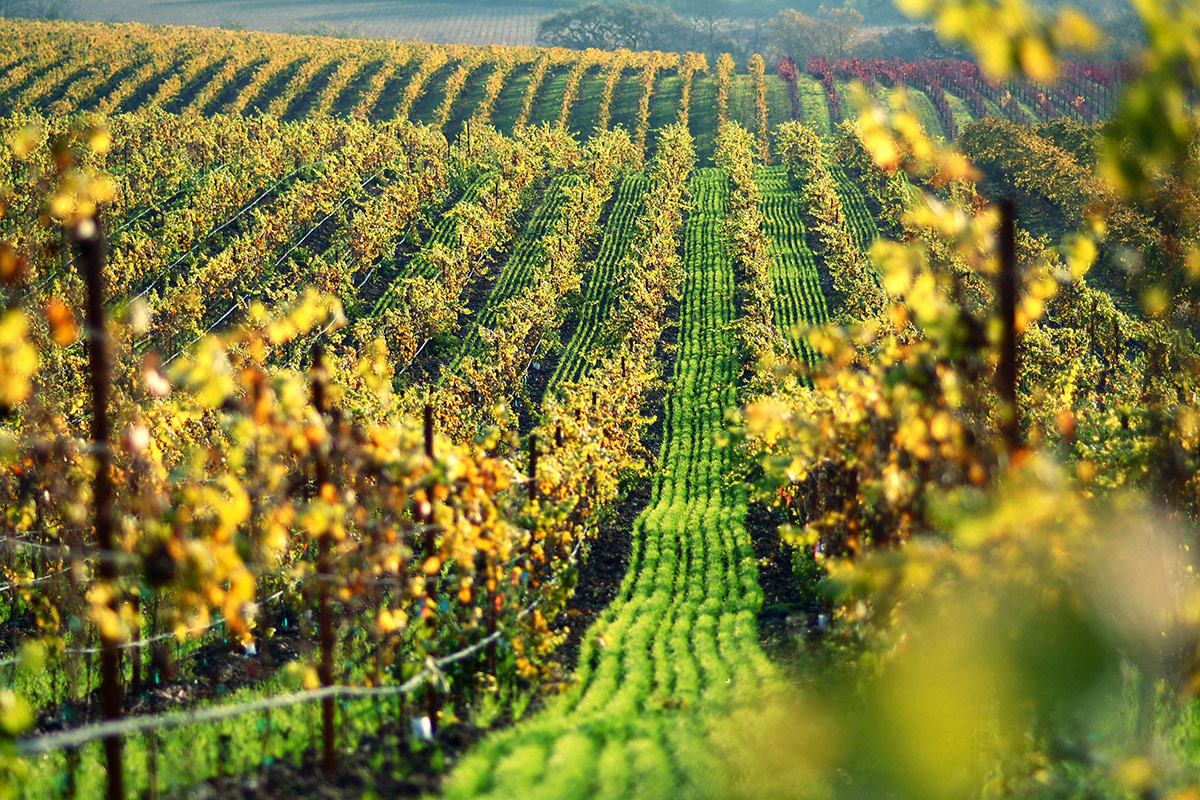 Vineyards in Sonoma County, California