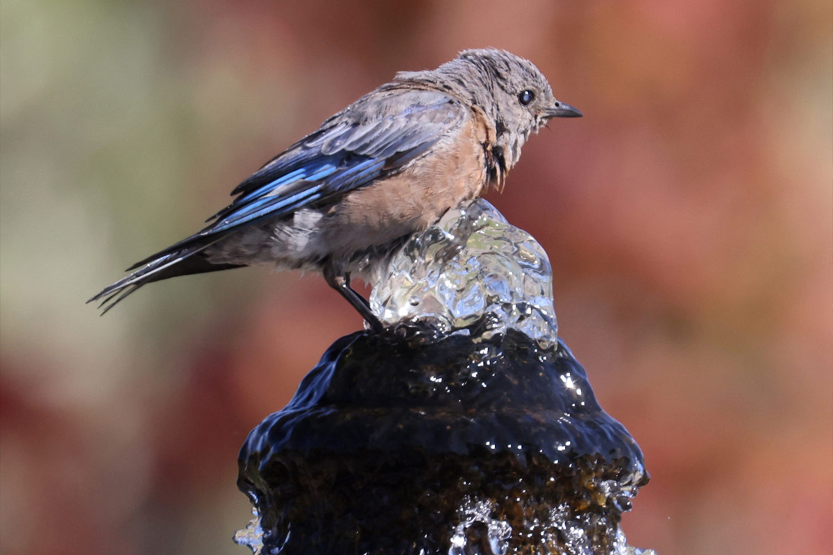 A western bluebird sitting on top of the fountain at Vintners Resort.