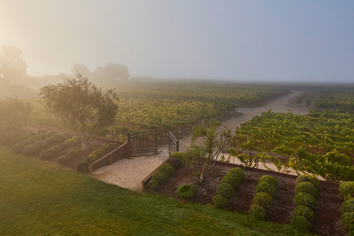 Beautiful morning fog lingers over the the 92-acres of vineyards at Vintners Resort in Sonoma wine country, California. An iron gate from the resort leads to the one-mile loop winding through the vineyards.