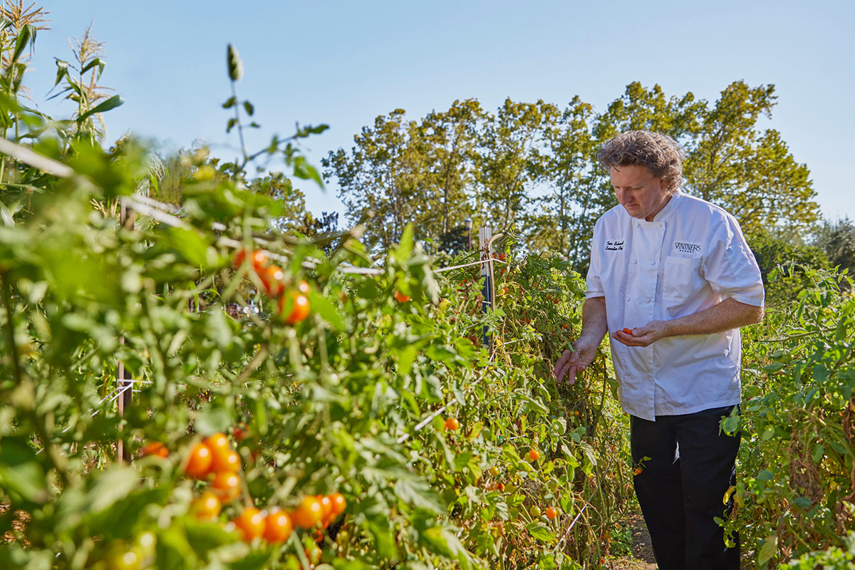 Executive Chef Thomas of Vintners Resort harvests fresh cherry tomatoes from the Resort's own culinary gardens.
